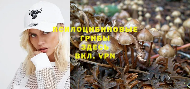 Псилоцибиновые грибы Psilocybine cubensis  наркотики  Спас-Деменск 